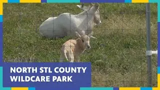 The Saint Louis Zoo's New WildCare Park | Living St. Louis