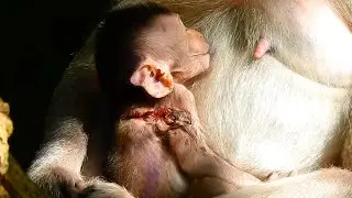 What’s Happened with poor baby monkey one?
