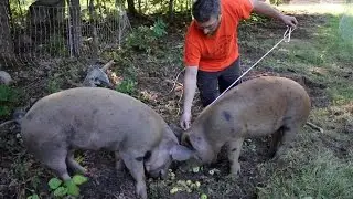 How to measure pigs to figure out their Live Weight!