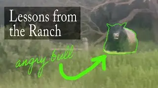 That's an ANGRY bull! Lessons from the Ranch Part 2