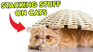 This Is Why Cats Don't Mind Things On Them!