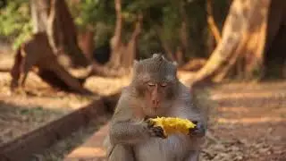 Monkey ស្វា ឯកសារសត្វព្រៃ Peaceful  Wonderful monkey are playing video ស្វា