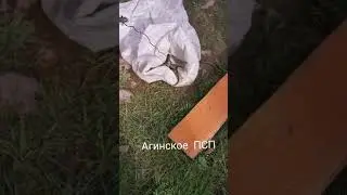 Змея под полом