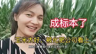 玉米太好被化肥公司盯上，挂上他们的牌子，挂羊头卖狗肉现实版