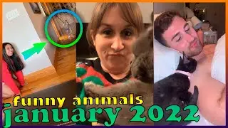 Best selection january 2022 🔴 funny animals and their crazy owners 🔴 EFV (epic fails videos)