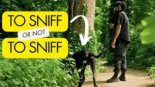 Should You Let Your Dog Sniff On Walks?