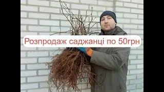Розпродаж Саджанці винограду по 50грн.