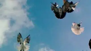 голуби торцовые николаевские