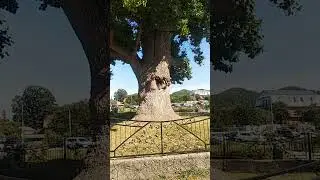Самое большое тюльпановое дерево в мире. Лазаревское