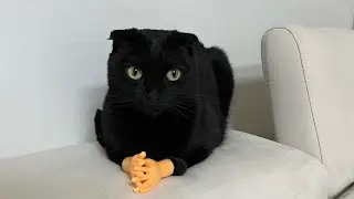 Funniest Cats compilation of 2022 !