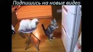 Невероятно умный кот!!  ЖМИ и посмотри сам!