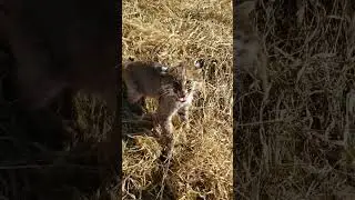 Small Bobcat 