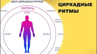 Циркадные ритмы. Их влияние на организм, почему сбиваются и как восстанавливать