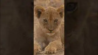 Little lion cub #shorts #cub #lioncub #bigcats #wildlifephotography #animalshorts #animals #fyp
