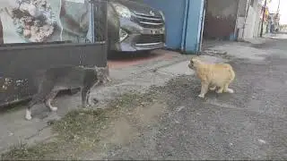 Mmpusnya lagi tengkar nihh #catlover #kucing lucu #cutecat