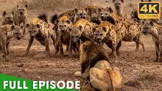 SAVAGE SAVANNA | Lion King vs the Hyena Pack | Nature Animal Documentary