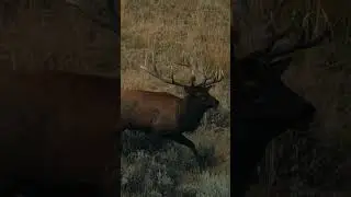 Who is ready to chase some ELK?