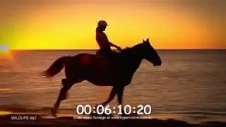 Stock Video Footage of Australian Wildlife, Animals and Fish