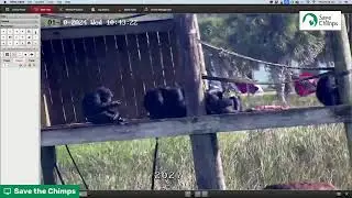 Live from Save the Chimps