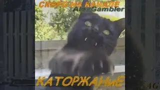 ❤Самый крутой кот ! LIKE A BOSS❤