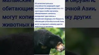Медведи / Факт