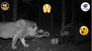 INCREDIBLE WILD ANIMALS INVADE CITIES AGAIN – SHOCKING NEW ATTACKS!