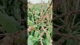 Honey Bee's on Sweet Corn