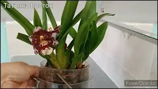 Камбрия зацвела!🌺