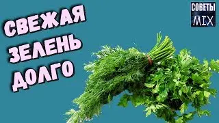 Как сохранить зелень. Самые лучшие и простые способы сохранить зелень свежей