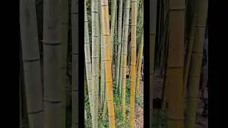 Bamboo Forest on the Chattahoochee River