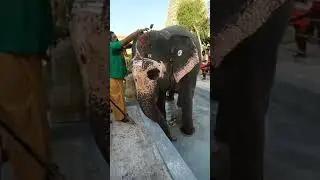 திருச்சி திருவானைக்காவல் அகிலா யானைக்கு பிறந்தநாள்!...