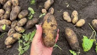 Картофель Гранада. Очень урожайный и вкусный. От 5 сентября.