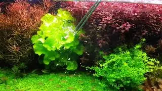 Planted Tank - Artemia for dinner 🍽️😋