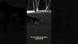 Стафф и Конь играют 😄 #AmStaffKotya