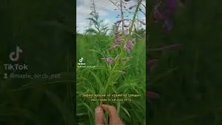 ИВАН-ЧАЙ - САМЫЙ ПОЛЕЗНЫЙ ЧАЙ В МИРЕ!