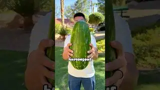 what a triangle watermelon looks like