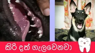 මෙන්න මෙයාගේ කිරි දත් වැටෙනවා 🥹😍🤭