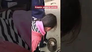 Кошка родила котят 