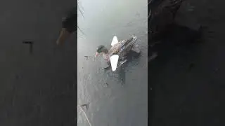 Активная приманка чучело утки Lucky Duck Lucky Splasher #чучелоутки #охотанаутку