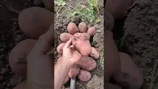 4кг с куста. Рекордные урожаи картошки