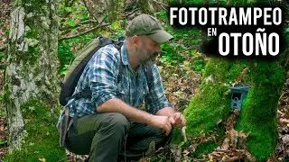 Fototrampeo en el Bosque 🌳🌲 durante el Otoño 🍂🍁🌰 - Parte 1