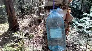 Таёжный березовый сок. Как правильно собирать березовый сок.
