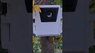 Raspberry Pi zero mini AI Wildlife Monitor using the 