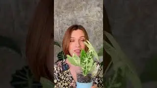 Видео с обзором коллекции алоказий уже на канале! #обзорколлекции #алоказии