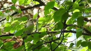Поет садовая славка