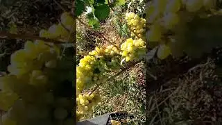 Виноград Подарок Зопорожью 2018
