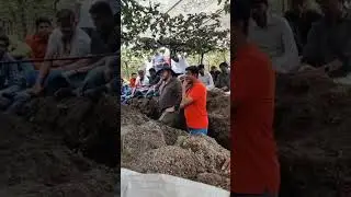 Radrigo oliva farm visit