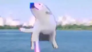 Dog visits new York