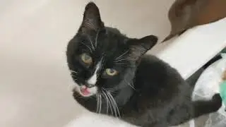 Shower Cat