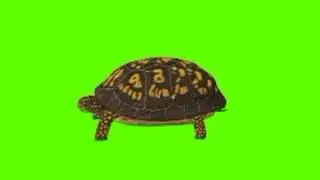 Green screen turtle video | Turtle hide reverse green screen